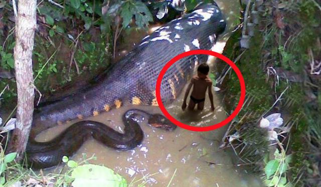 These Are The 10 Most DANGEROUS Animals in The World!_国际_蛋蛋赞