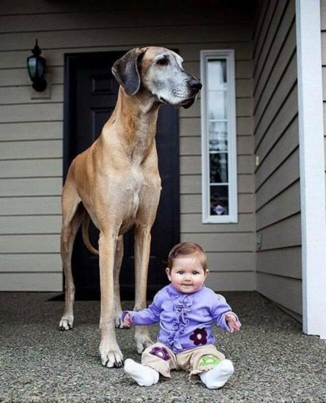 Le Chien Le Plus Grand Au Monde Chien Nouvelles