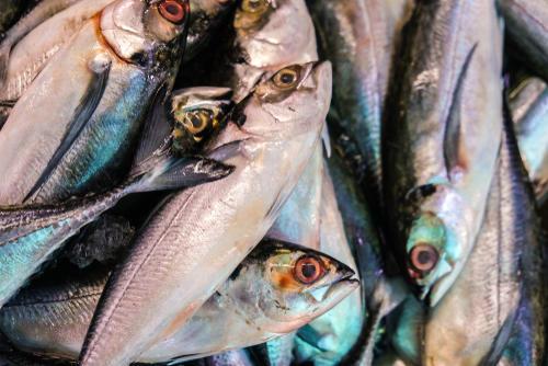 アニサキス症の予防と対処法をチェックしよう！どんな魚に多いの？ Beezまとめ