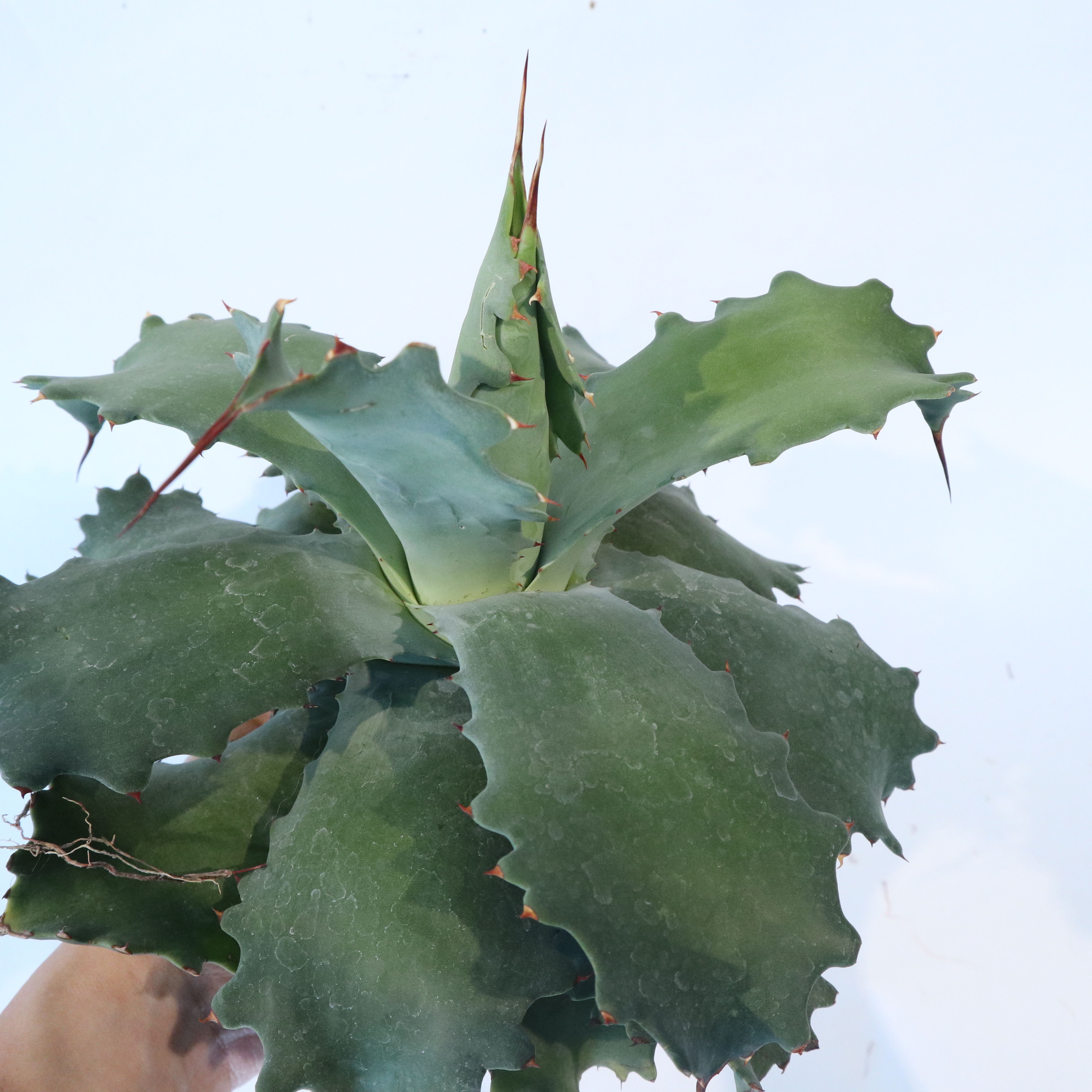 Agave potatorum 'Cameron Blue' №2 mana's gre...