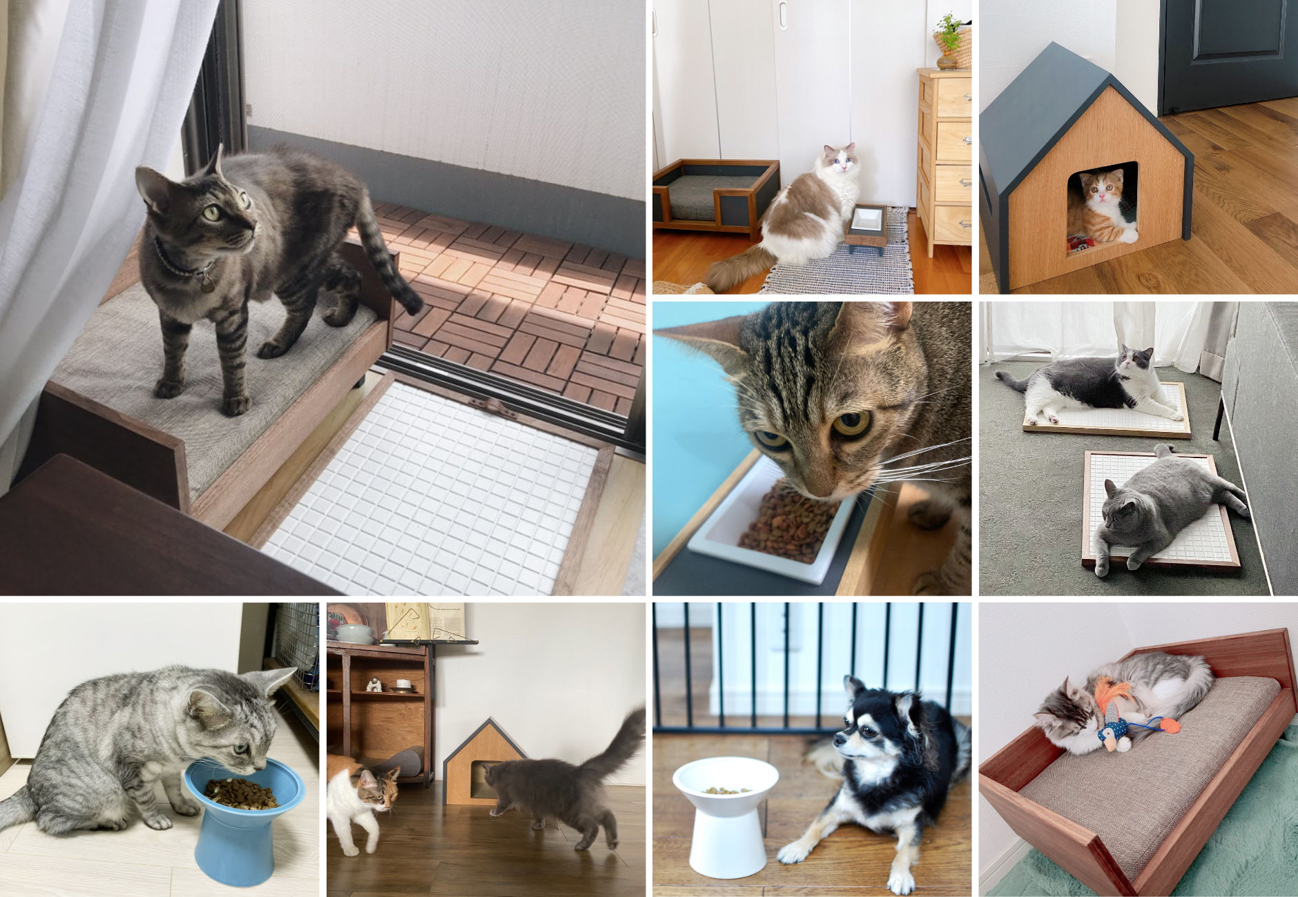 NEWS & CAT ONLINE STORE