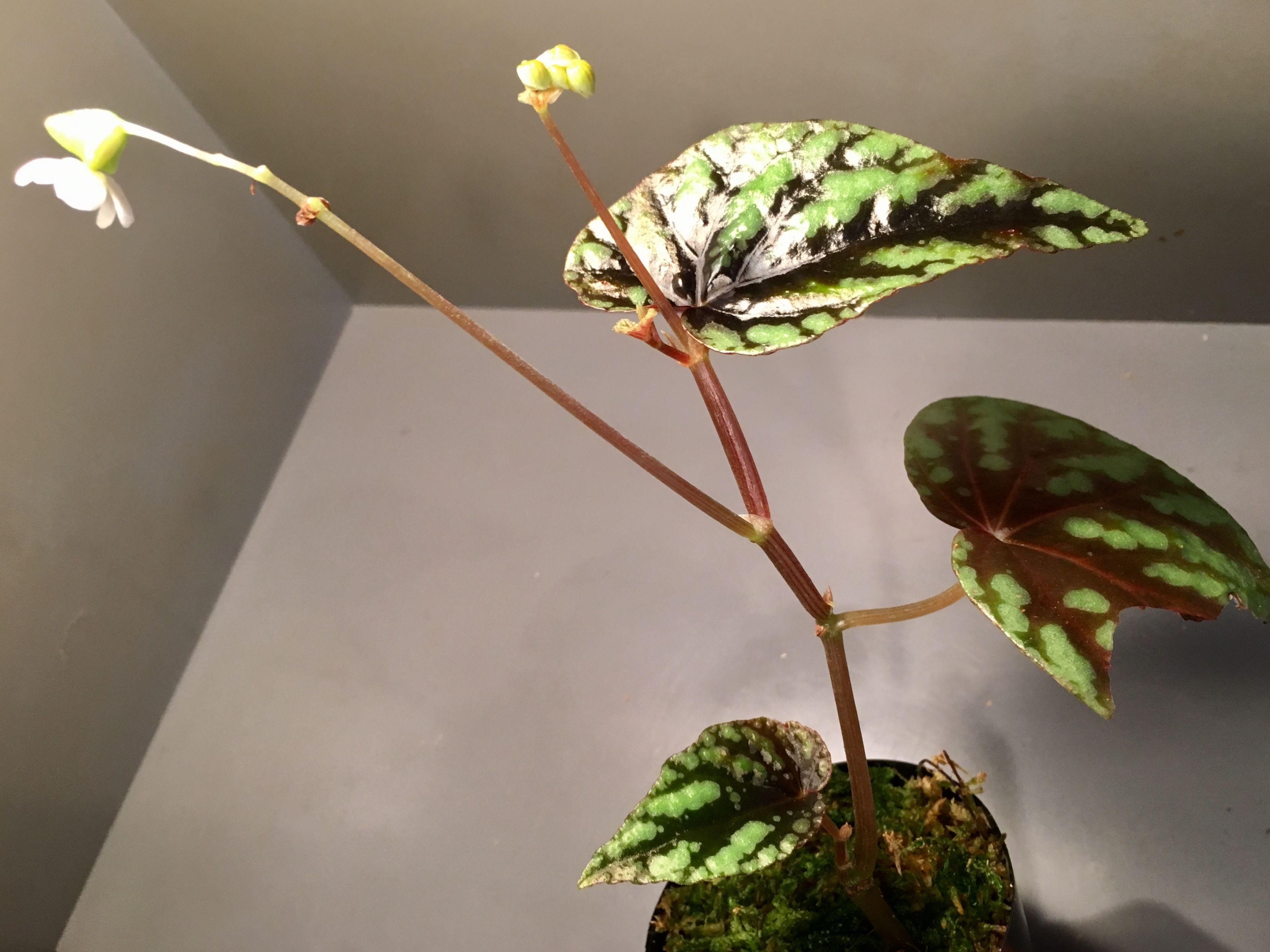 Begonia Variabilis M・R・G・R