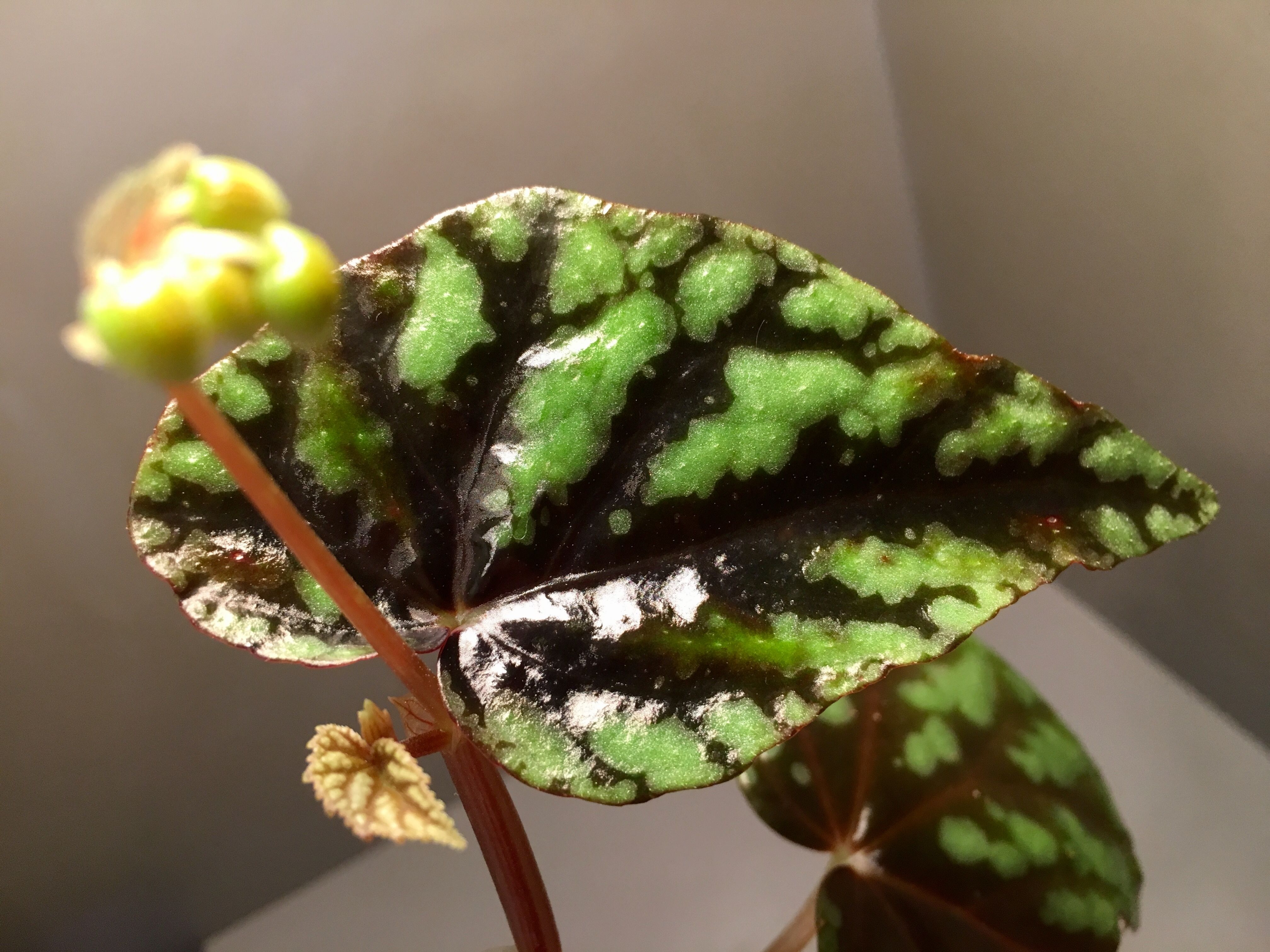 Begonia Variabilis M・R・G・R