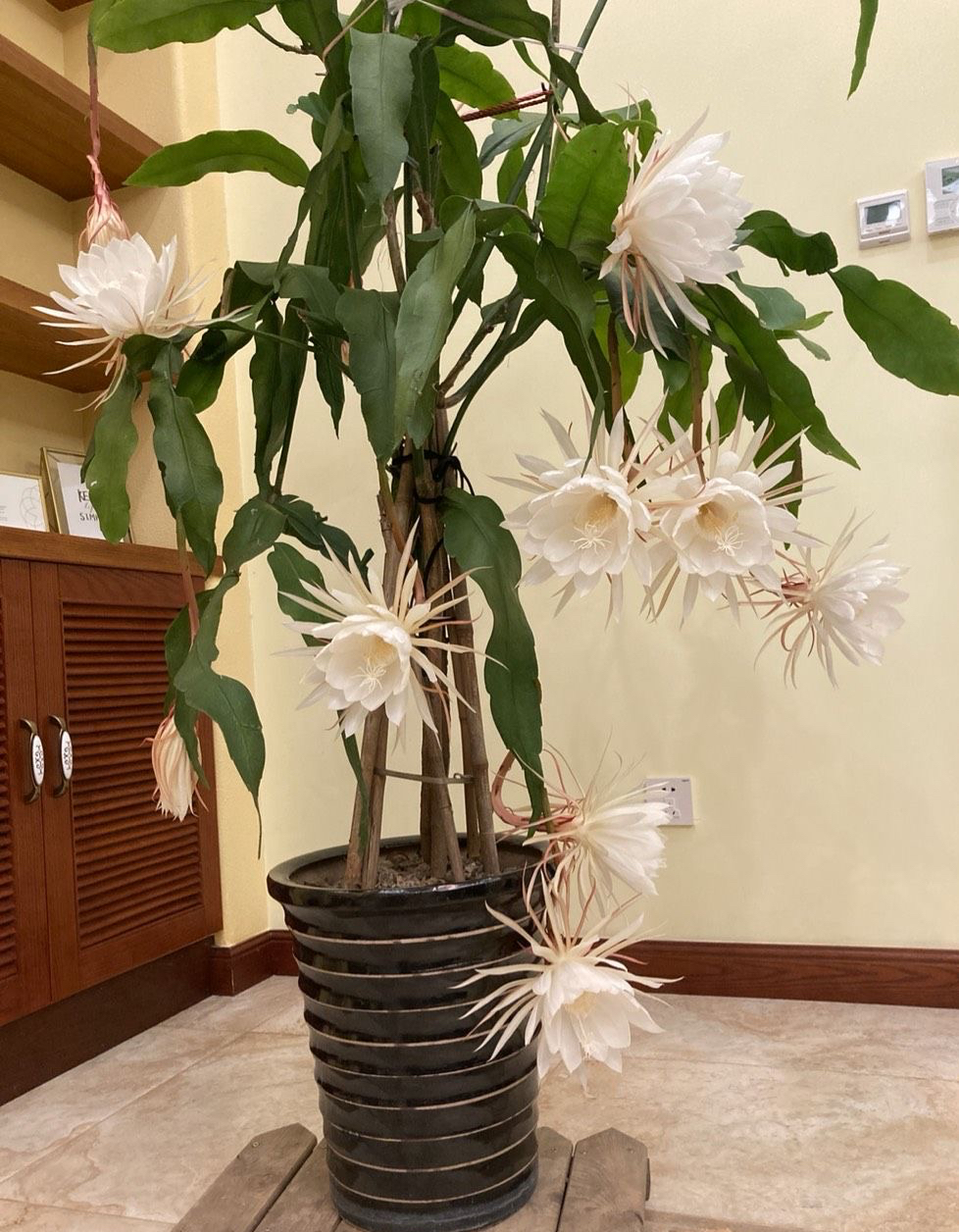 Legend has it that 6 kinds of flowers are "unlucky" to put at home, and