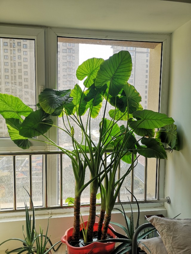 It is not auspicious to put flowers at home, greed for too much "unlucky", often "flowers are