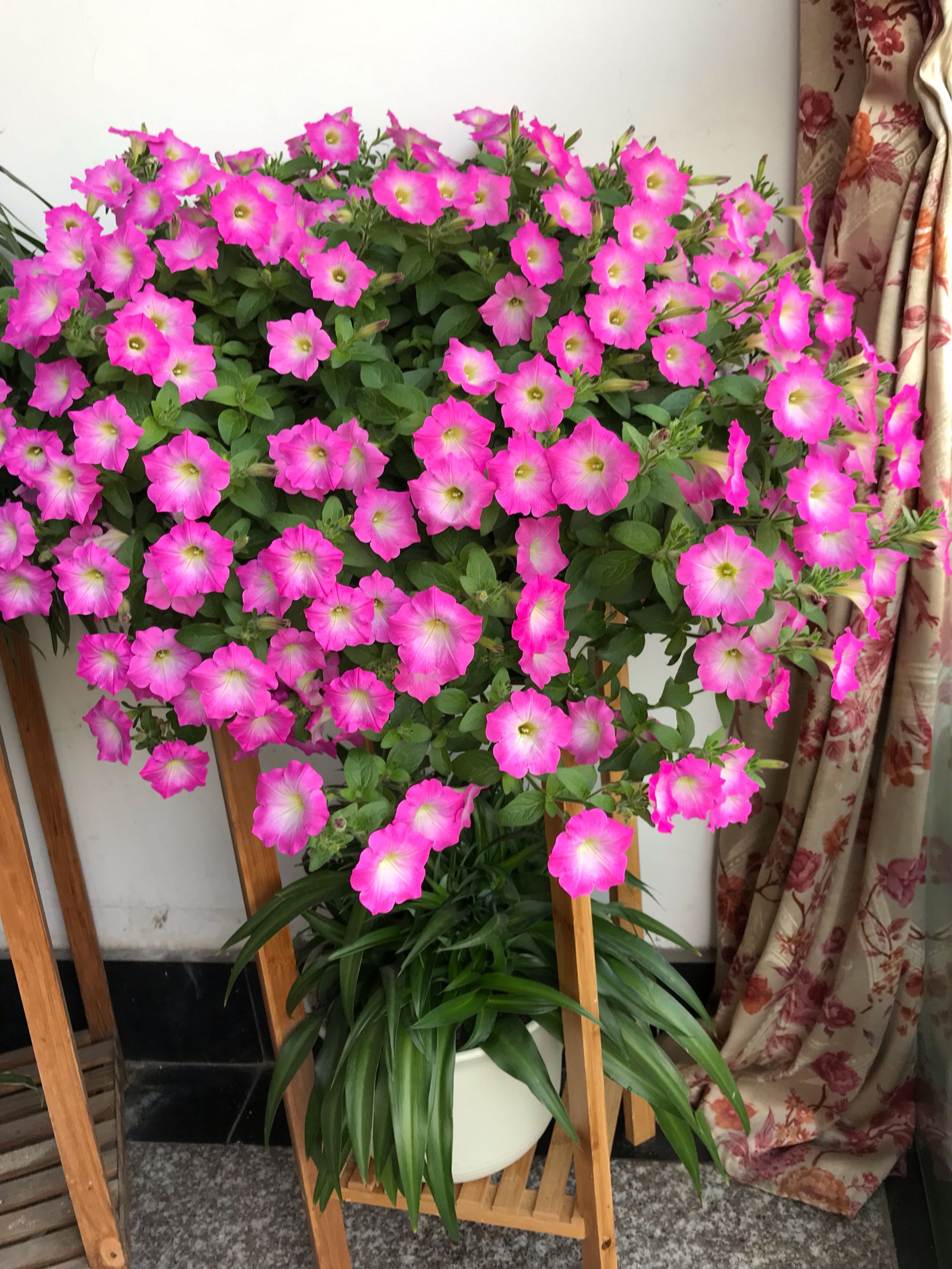 6 kinds of "shortlived flowers", after blooming, "it's useless", no