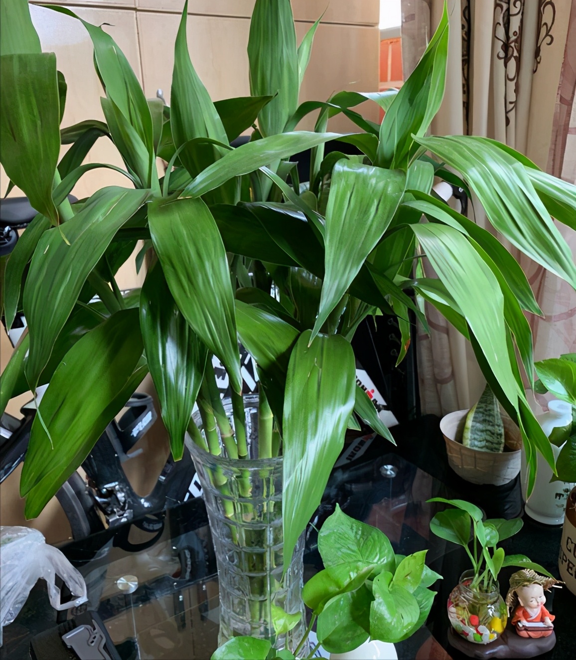 How many are the most auspicious for raising lucky bamboos at home