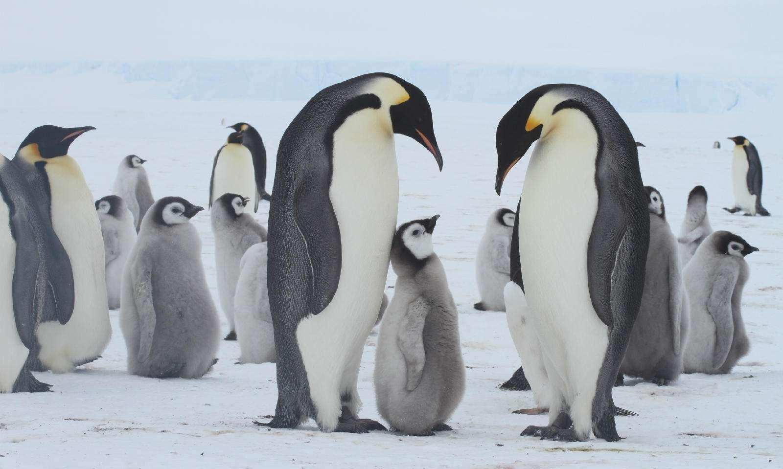 How should the blind emperor penguin recognize his husband? What should