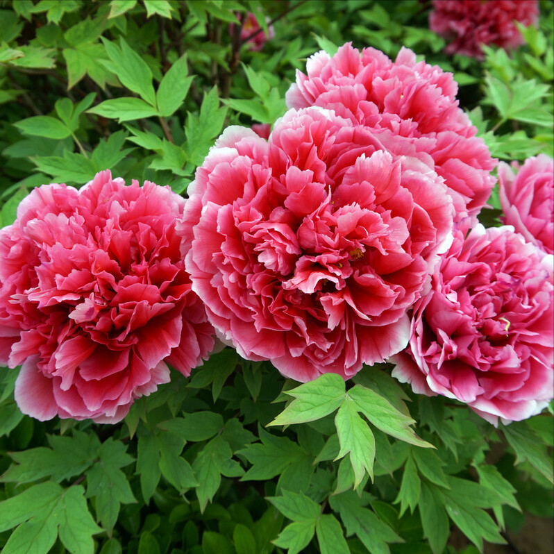 Peony looks good, "too difficult to plant", planted at the wrong time