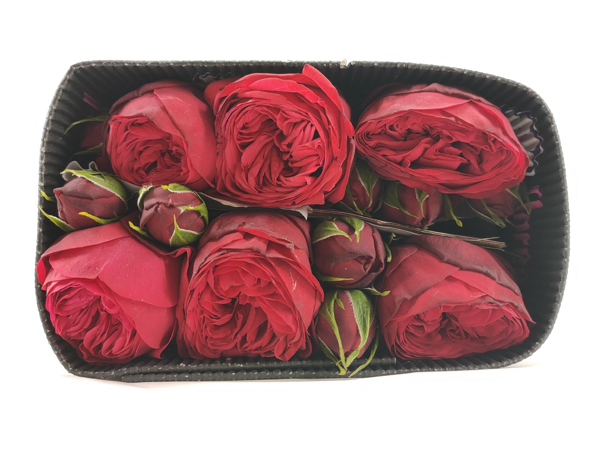 Flower Catalogue Van VLIET Flower Group Rosa gr piano