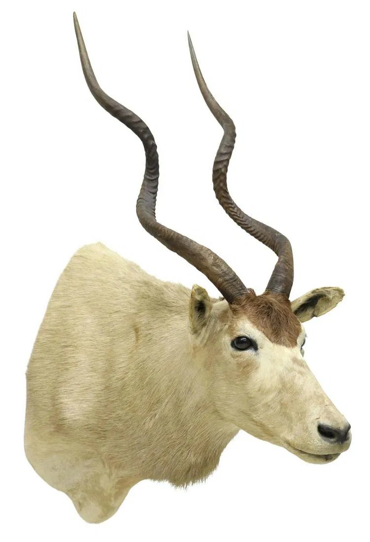 TAXIDERMY ADDAX ANTELOPE TROPHY MOUNT, TEXAS ONLY Barnebys