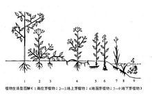 植物生活型_360百科