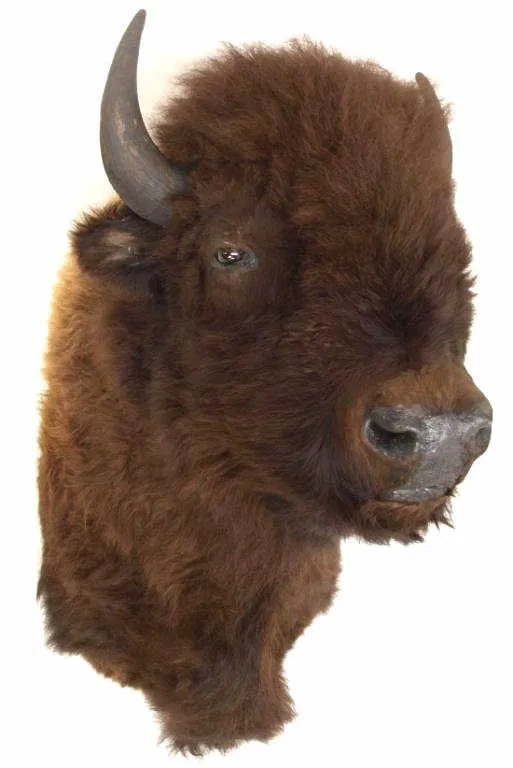 212 HUGE AMERICAN BUFFALO BISON TROPHY SHOULDER MOUNT Lot 212