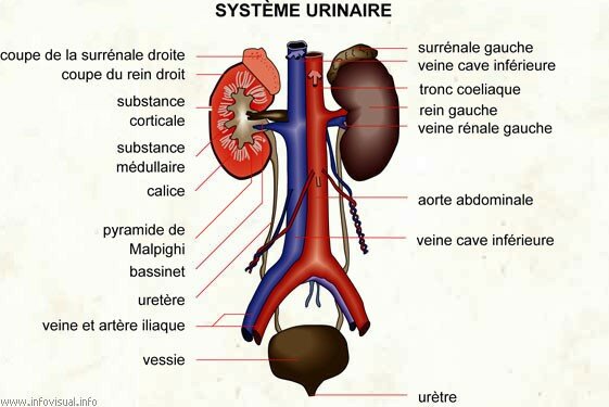Notion d'anatomie et de physiologie humaine, 1ère partie