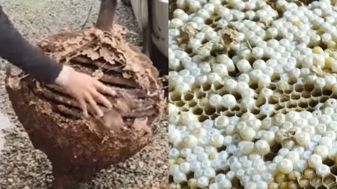 Pollen Health Network