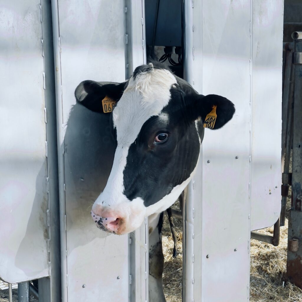 Pregnancy Diagnosis in Cows P4Gold