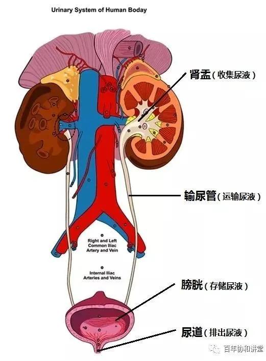 百年协和讲堂 三十而已，经常憋尿会得肾炎？长期憋尿还有这些危害_膀胱