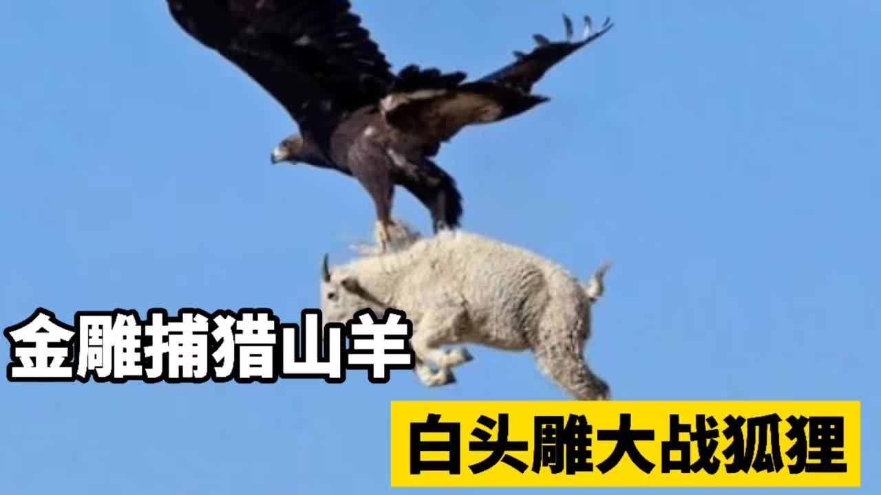 科普：鹰和雕有什么不同？_体型_区别_飞行