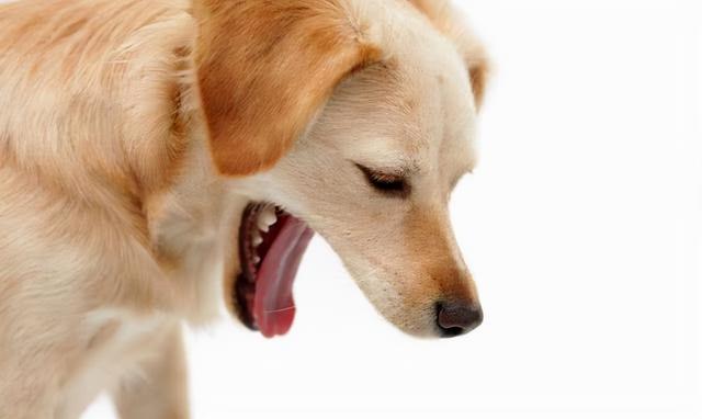 5 cases of dog vomiting, don“t miss the treatment period