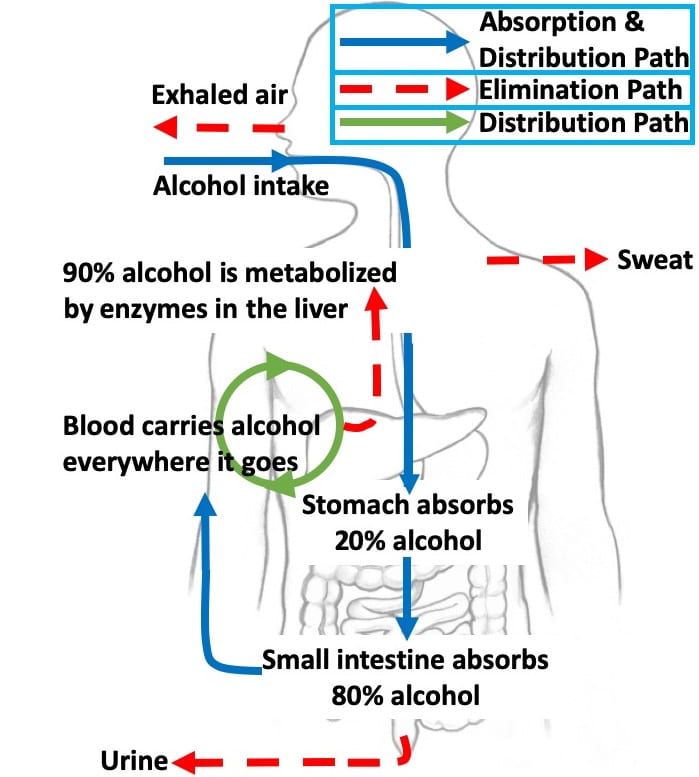 EthanolBand The Transdermal Sensing of Blood Alcohol Concentration