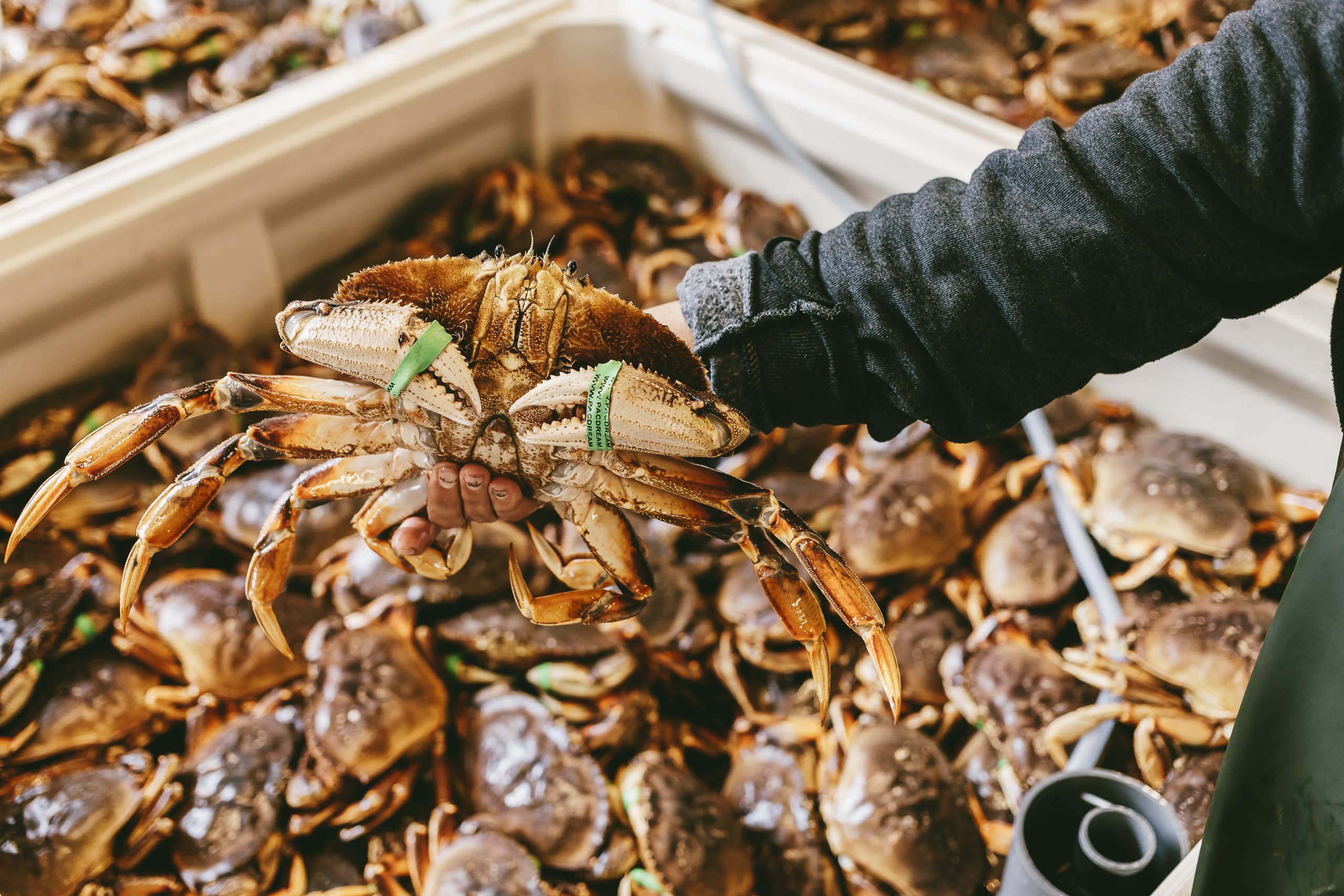 How We Keep Dungeness Crabs Alive During Shipment Pacific Dream