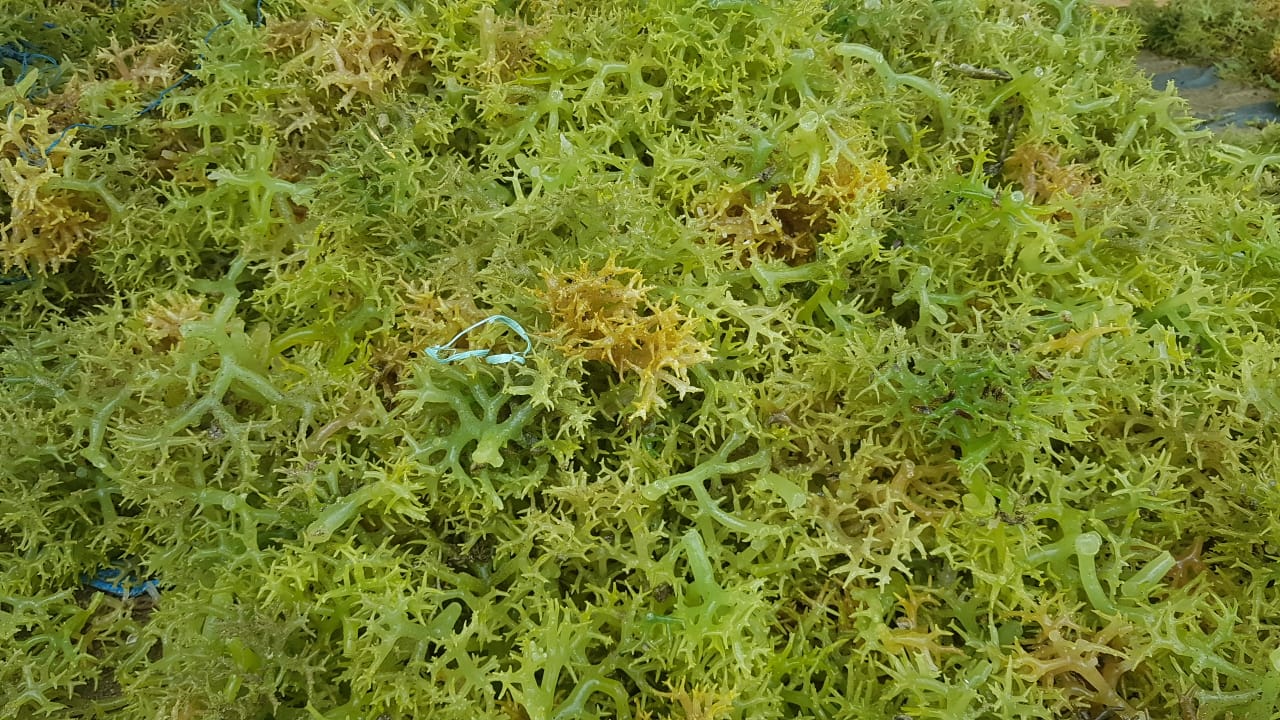 Kembangkan Olahan Rumput Laut, UKM Samaturu di Lantora Terkendala
