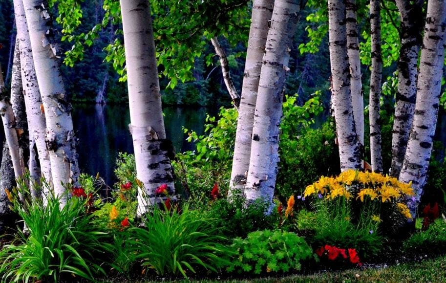 Need A Fast Growing Shade Tree For Your Rental Property? Paces Funding