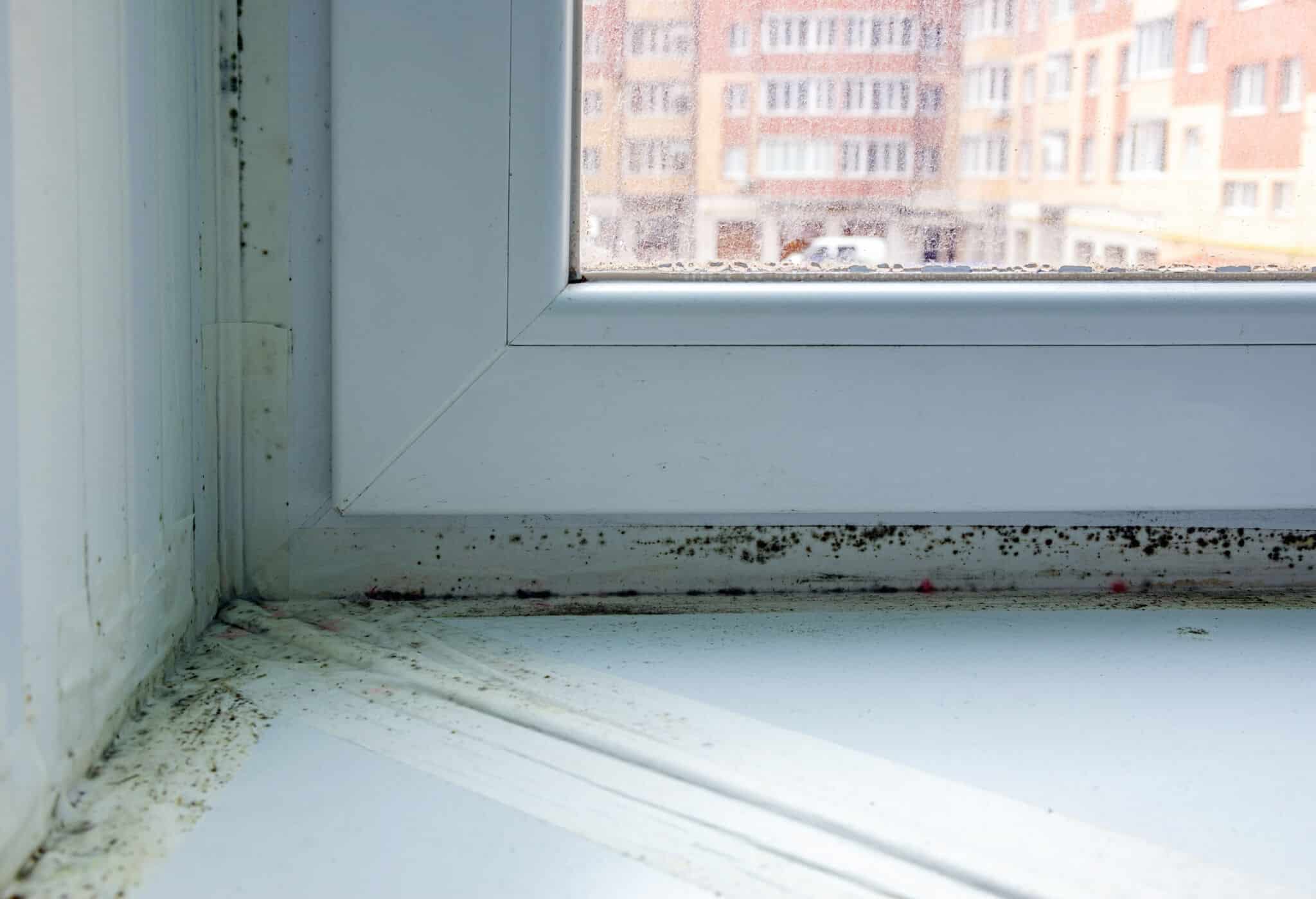 How to Choose an Apartment Mold Contractor