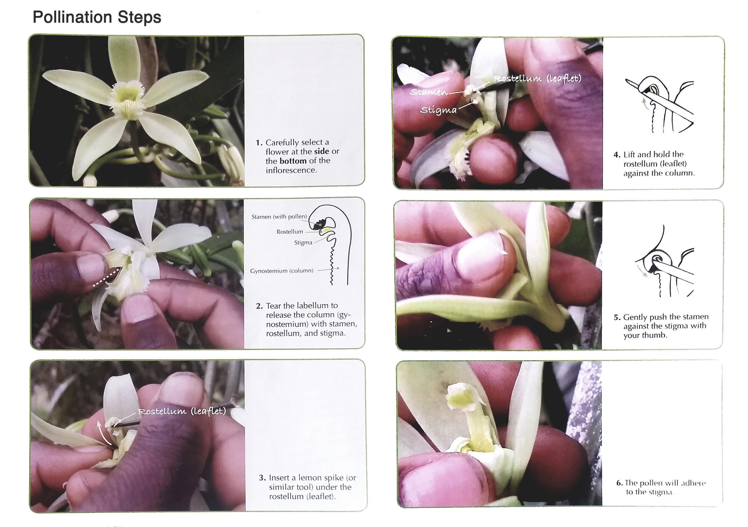 Vanilla Technical Session Pollination
