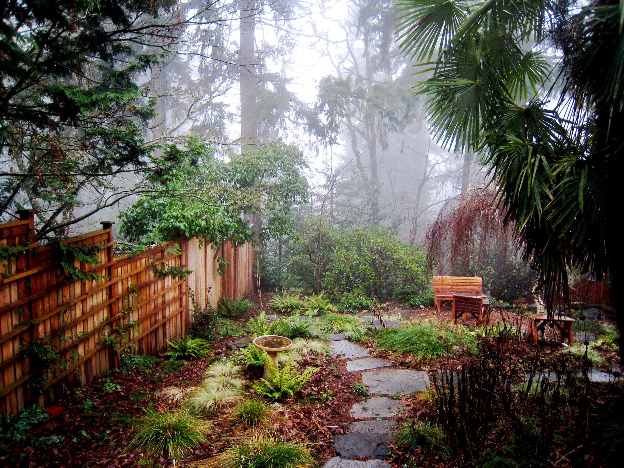Pacific Horticulture The Allure of Forest Gardens
