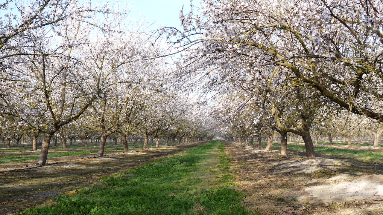 Potassium Nutrient Management in Almonds & Pistachios Pacific Nut