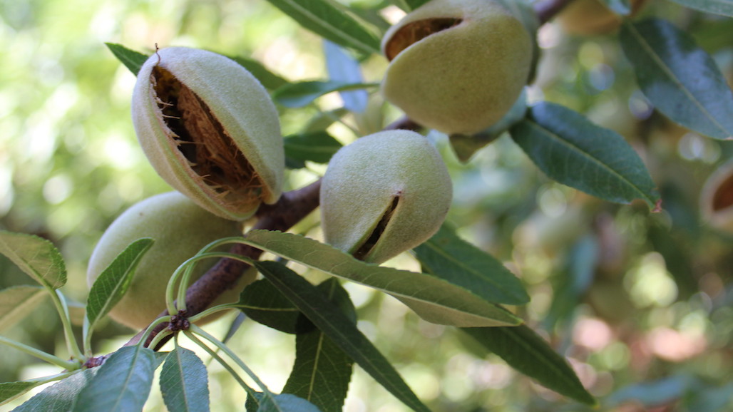 Preparing for Almond Hull Split Pacific Nut Producer Magazine