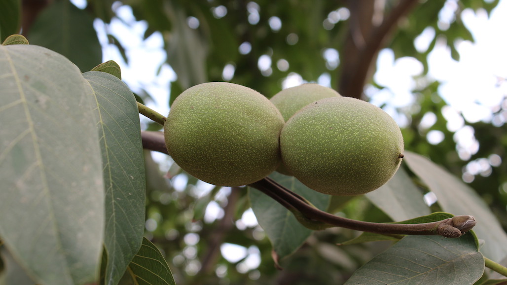 California Walnut Crop Forecast Down 15 Pacific Nut Producer Magazine