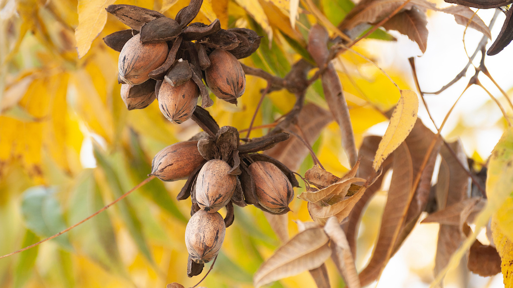 Pecans Archives Pacific Nut Producer Magazine