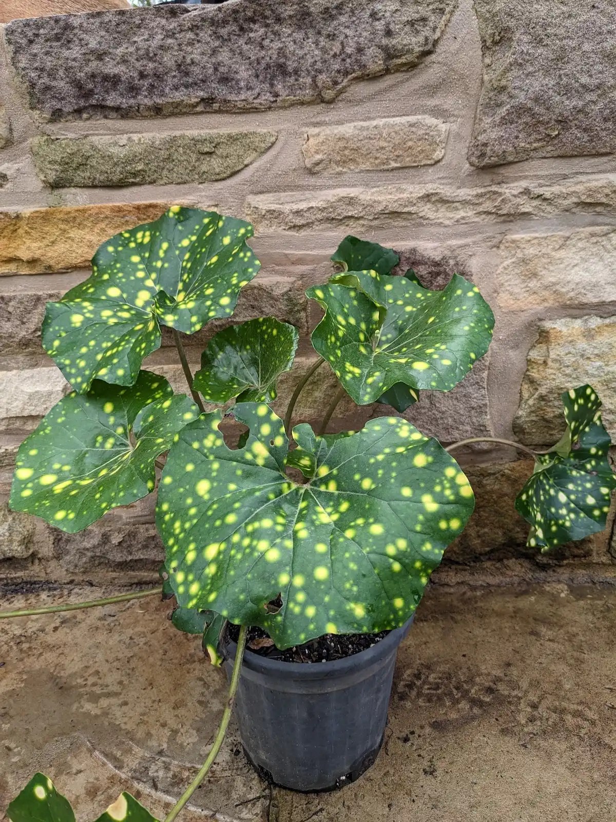 Wholesale Plants Pacific Stonework and Garden Nursery