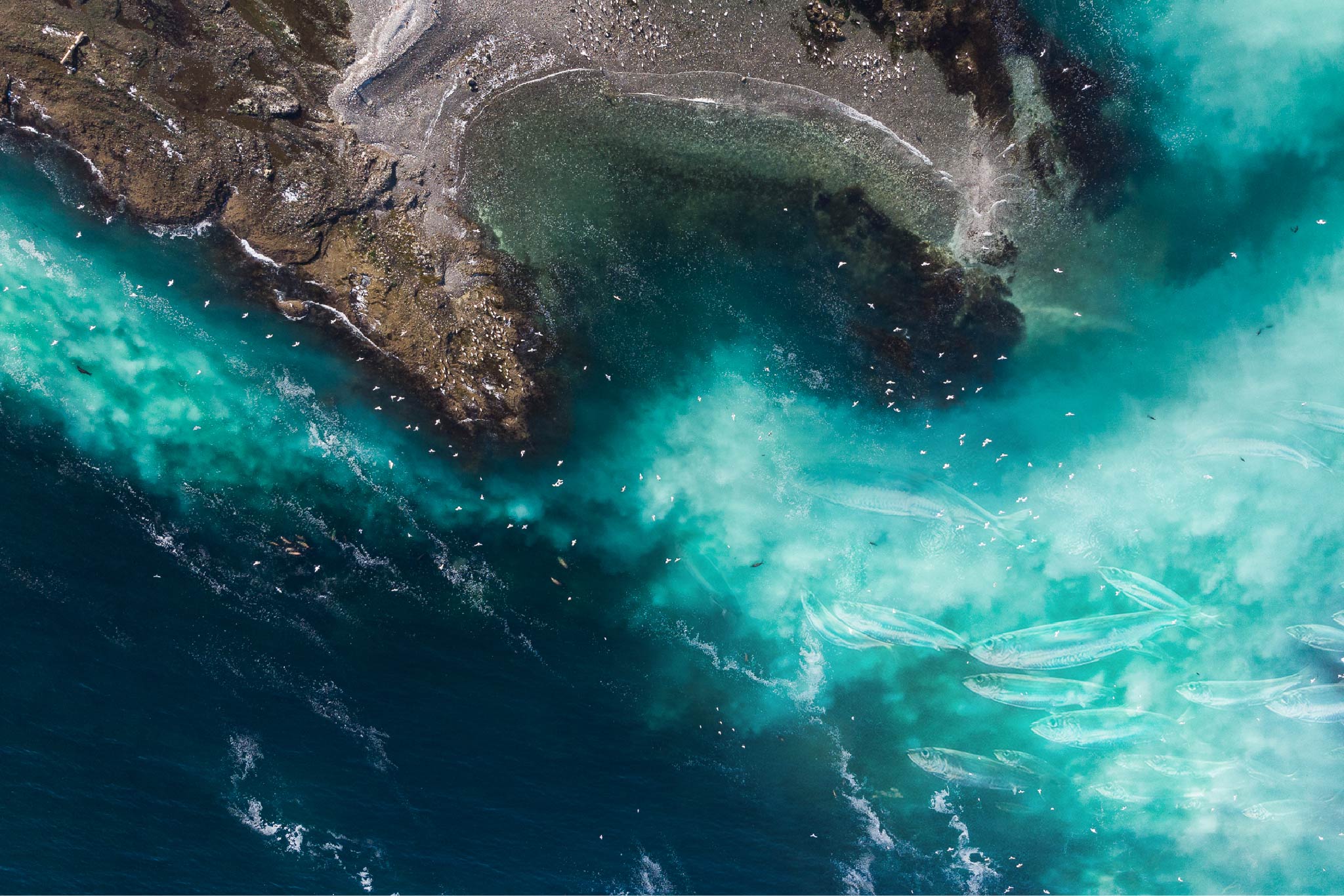 Press Release Unsustainable Herring Roe Fishery Opens Amidst Calls for