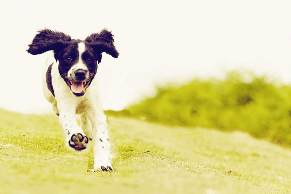 Doggie Daycare Pack Leader, Plus...™