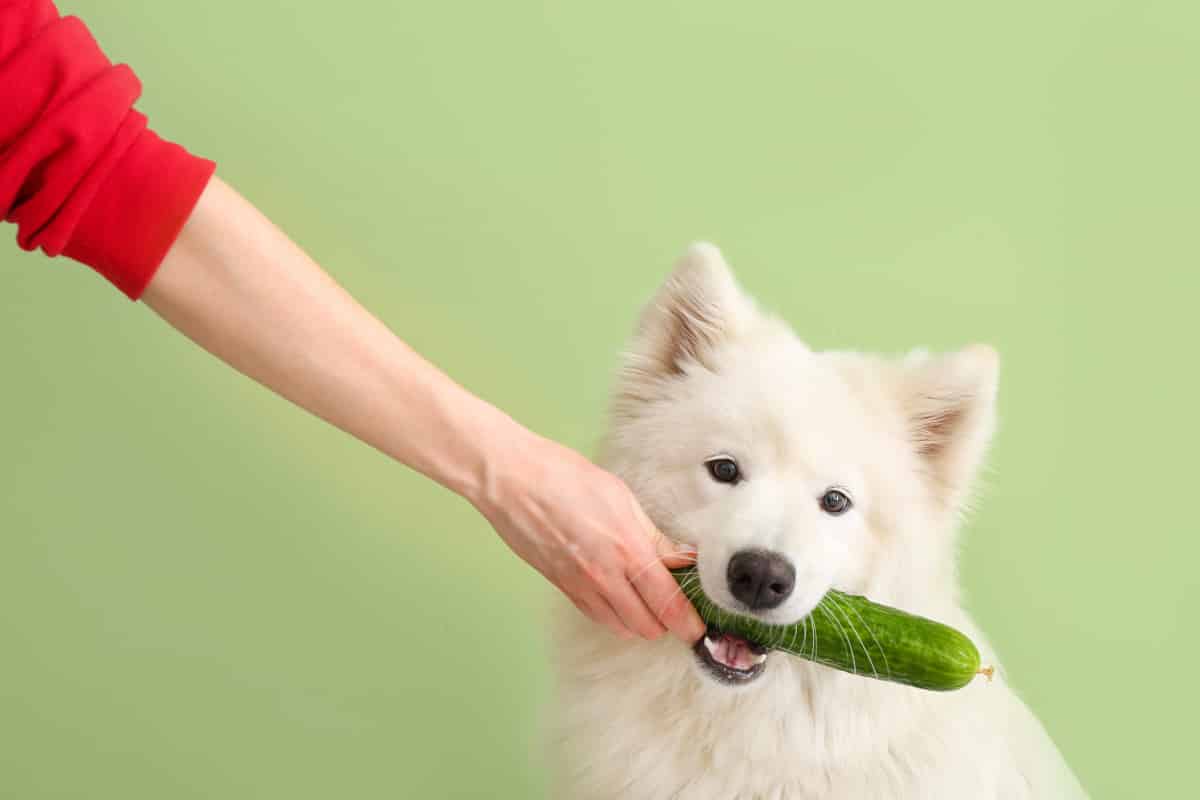 What Do Samoyeds Eat (and How Much Food Should I Feed My Samoyed)?