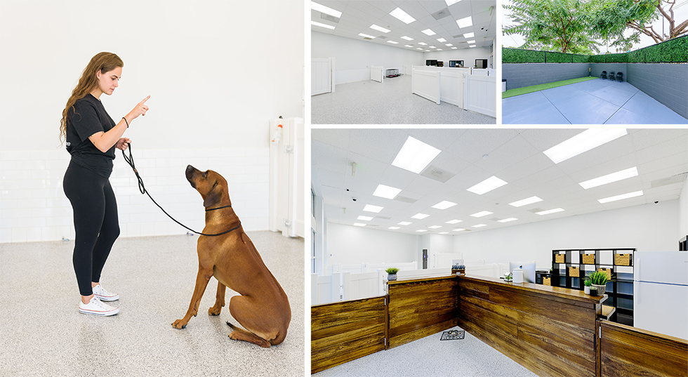 dog socialization classes san diego Sharilyn Sage