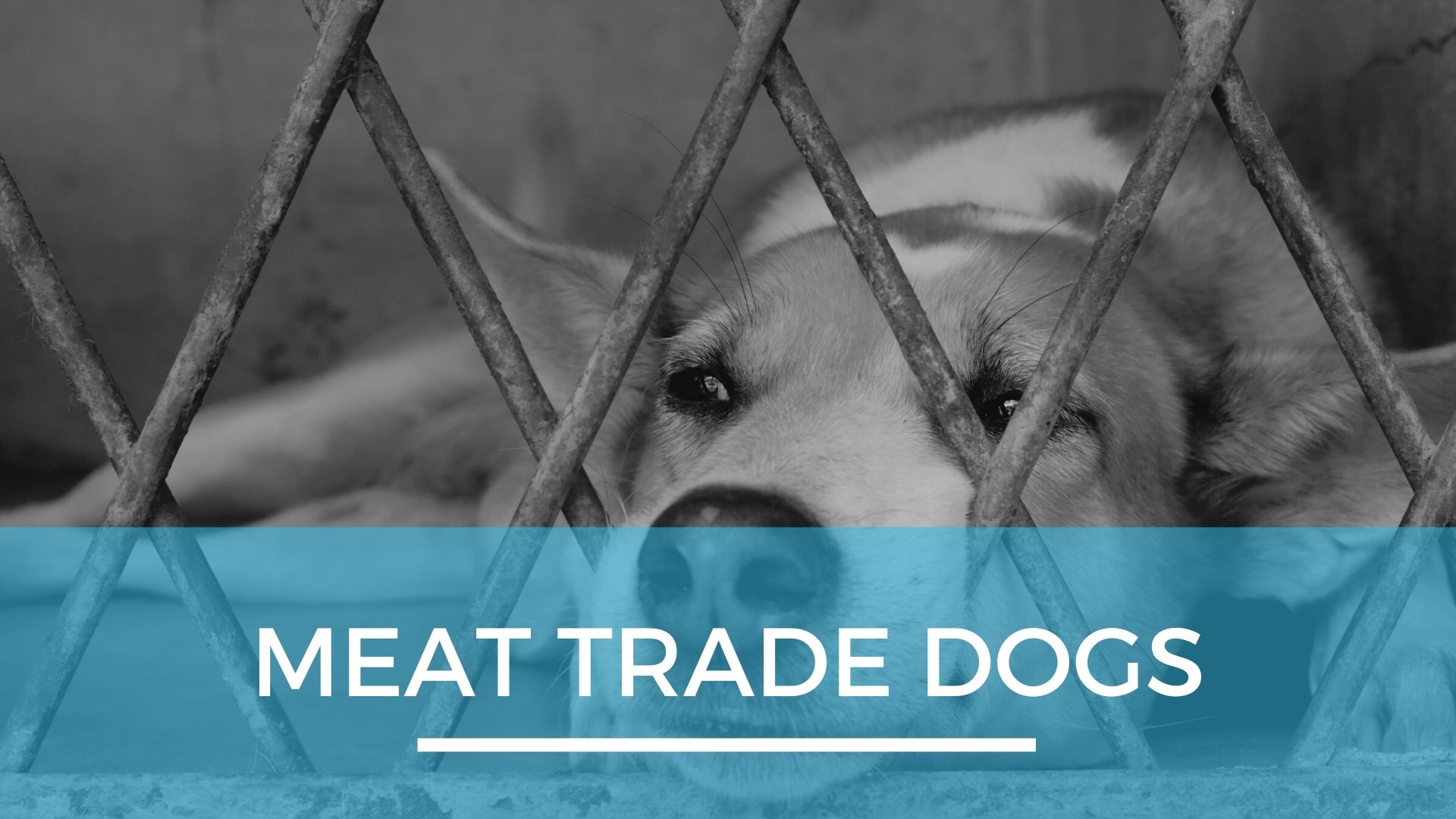 What is the Dog Meat Trade Pack Method Prep