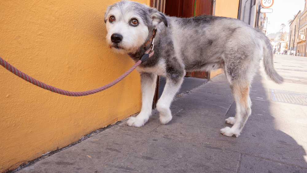 How to Bond with a Scared Dog Pack Method Prep