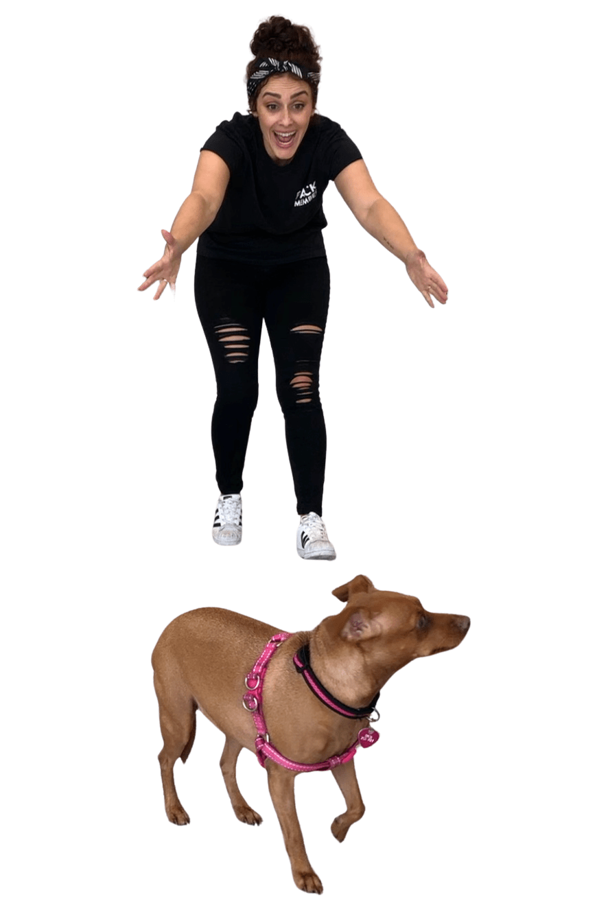 How Do You Bond With A Skittish Dog