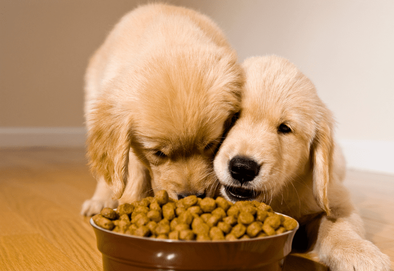 How Profitable is a Dog Treat Business? packnpride