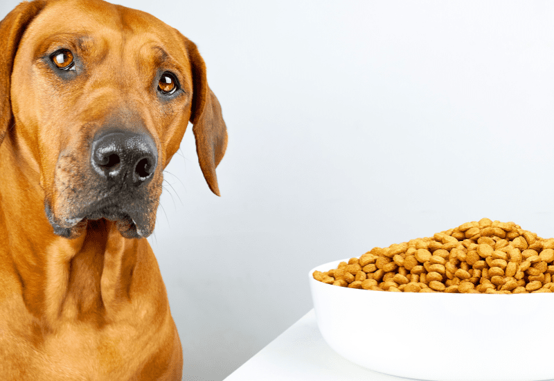 The 9 BestSelling Dog Treats in America A Comprehensive Guide