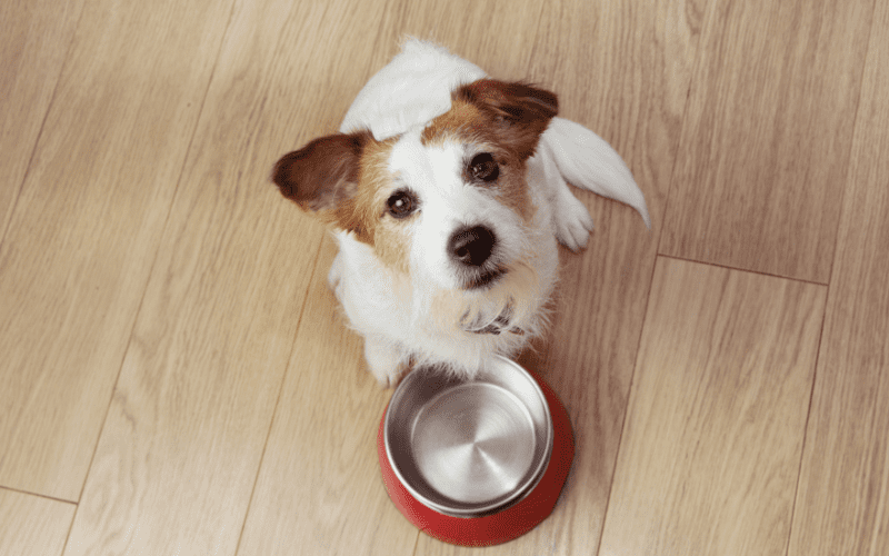 Top 10 Dog Treat Trends in the UK for 2025 Resale packnpride
