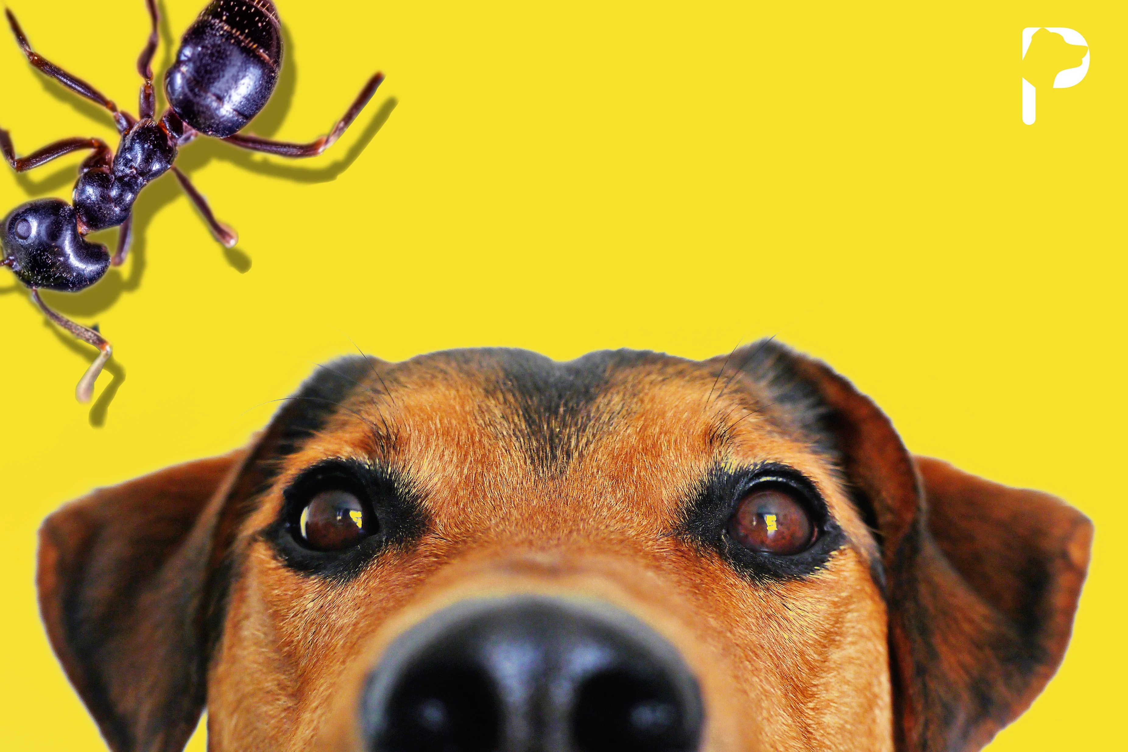 Say it ANT so! A Dog Friendly Guide To Ridding Your House of ANTs