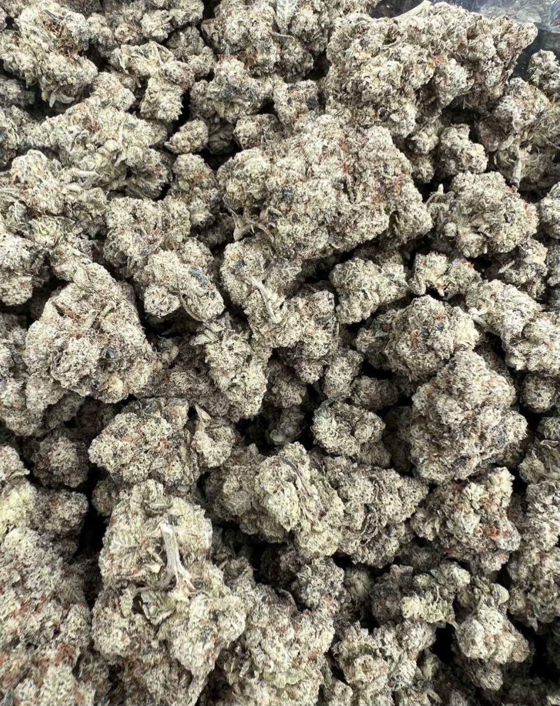 Kush Mintz Pack Trapper