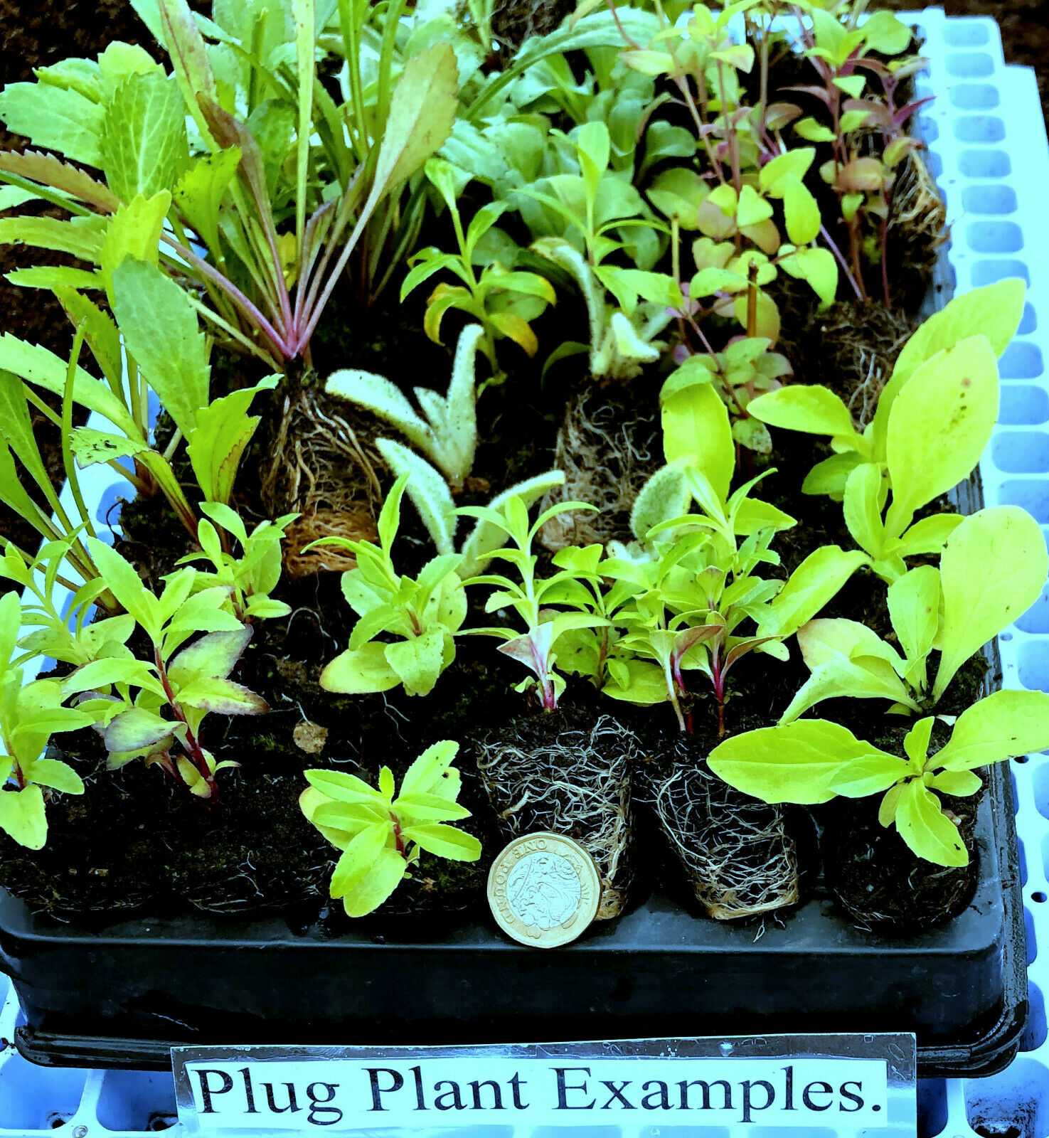 Plug Plants U.K. Buy Your Perennial Plug Plants Here