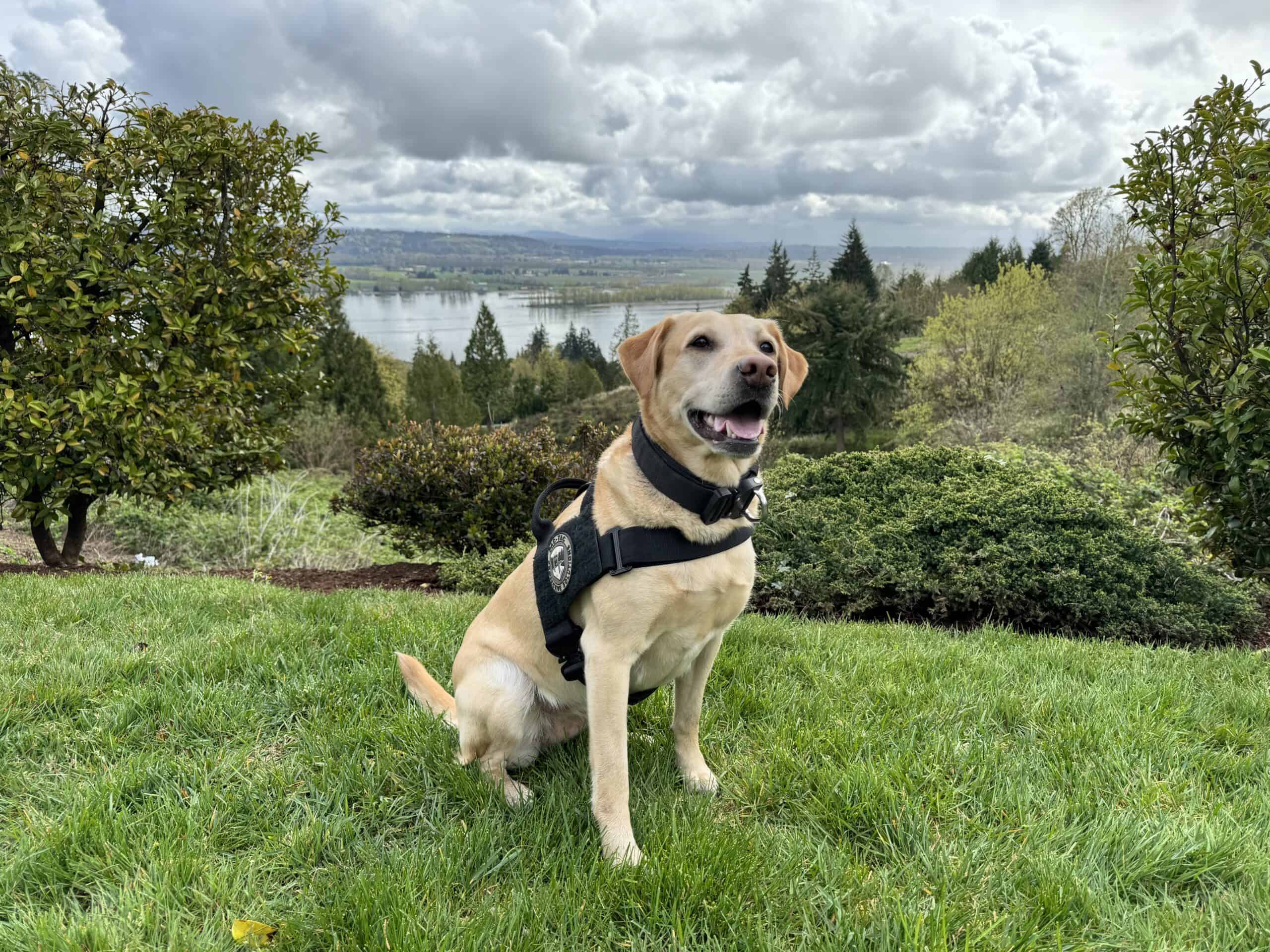 Detection Dog Services PacTac Protective Solutions