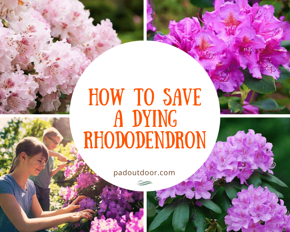 How To Save A Dying Rhododendron? Pad Outdoor